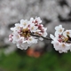 iwakura2009.jpg(53519 byte)